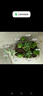 【新人专享】虹之玉多肉植物彩色系列红色精品多肉办公室室内 随机多肉8颗不重复 实拍图
