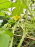 美菱（MeiLing）电风扇/风扇落地式轻音节能交流定频落地扇家用/商用/办公室五叶摇头大风量定时电扇MPF-DL009 实拍图