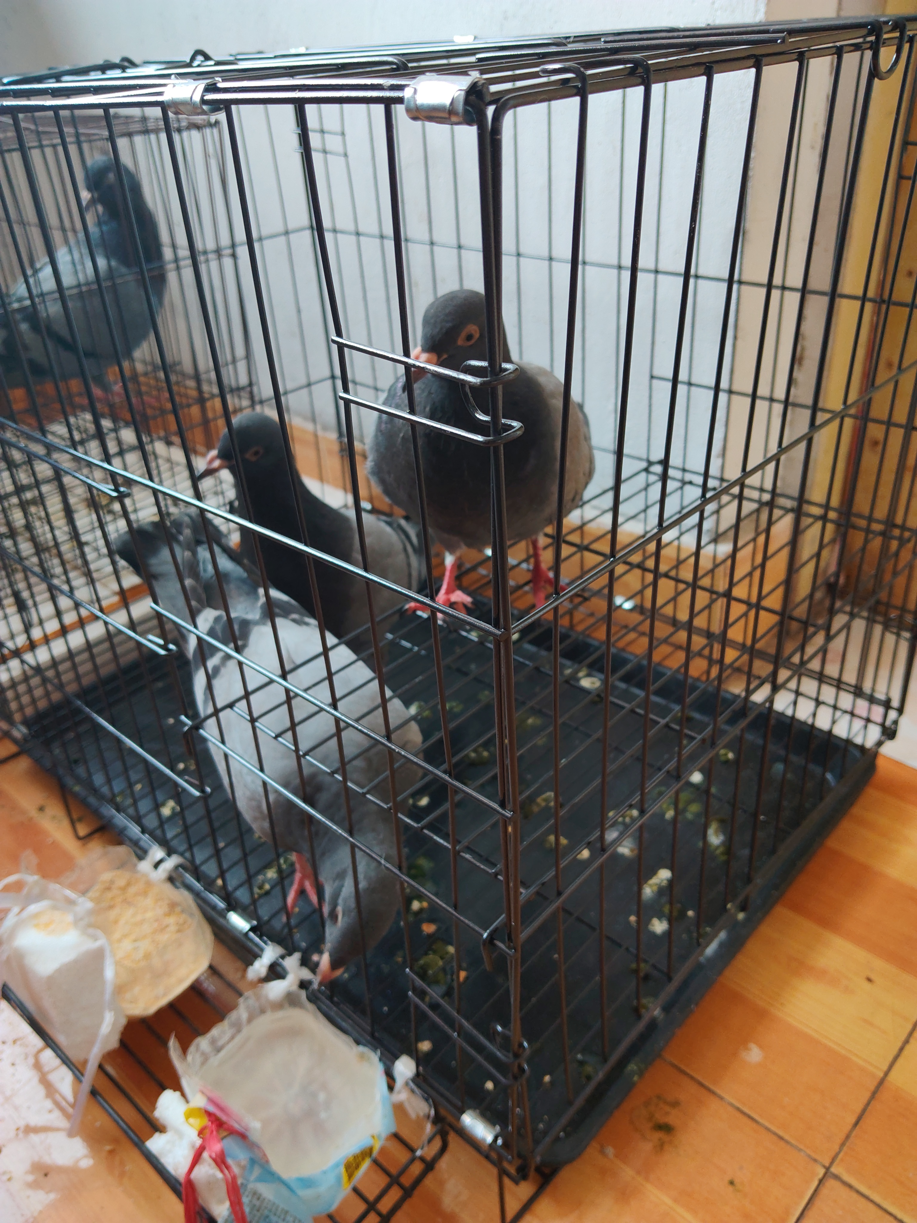 憨憨宠猫笼折叠猫笼子大号猫别墅加粗加密双层猫舍猫窝宠物猫咪用品家用 黑色 600双层 实拍图