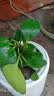 【包开花】碧玉四季常青室内花卉绿植开花植物净化浓香型盆栽 重瓣碧玉【混色】特大盆【开花爆满】+肥料 实拍图