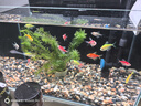 尼奥光（NEO-HELIOS）鱼缸灯水草灯LED灯S3pro+RGB植物光谱 【二代加长款】13wS3pro+加长24厘米 实拍图