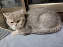 麦富迪猫粮 超肉粒无谷冻干粮高蛋白成幼猫粮低敏益肠 三文鱼2kg 实拍图