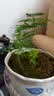 文竹盆栽绿植花卉盆景植物室内客厅水培文松云竹文竹大苗四季常青 小文竹【1颗】原盆原土球发货 高度15-25cm 实拍图