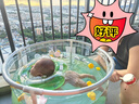 索迪婴儿游泳桶可折叠洗泡澡桶盆家用宝宝幼新生儿0-3岁周岁生日礼物 实拍图