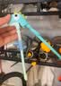 babycare儿童筷子宝宝硅胶训练筷餐具专用筷 恐龙练习筷-马卡蓝饭盒 实拍图