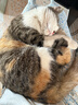 雷米高（RAMICAL）澳丽得 猫粮蓝猫英短主粮幼猫成猫海洋鱼味全价猫粮试吃500g 1斤 实拍图