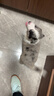 FAIRY PET狗窝防水四季通用牛津布猫窝春夏季狗垫子中大型犬狗床小狗狗窝 浅卡其 L（70*50*12cm）【建议20斤内】 实拍图