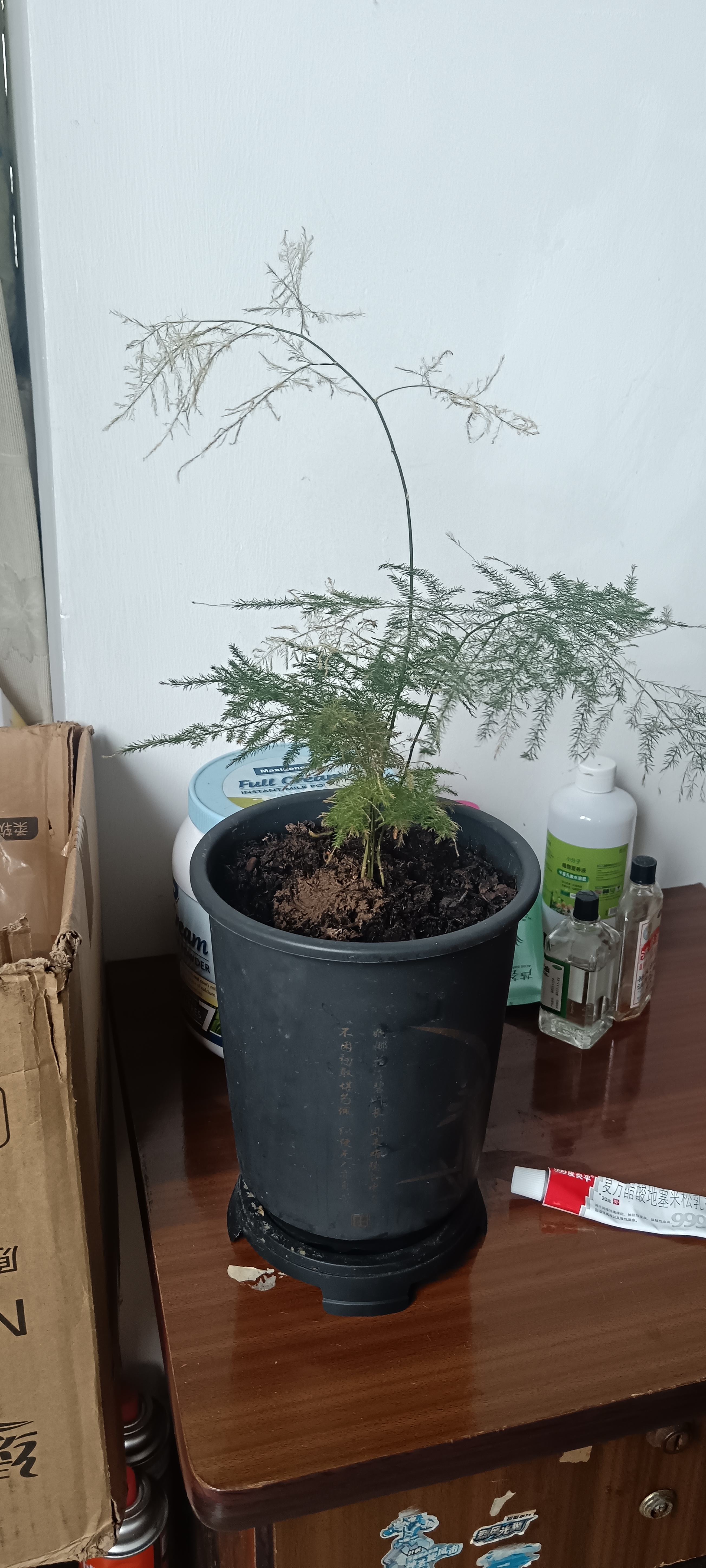 文竹盆栽植物室内客厅中式禅意盆景办公室桌面花卉云竹迷你小绿植 精品文竹1盆（整体15-25厘米高）育苗盆原土发货 实拍图