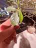 三思植物补光灯仿太阳全光谱 全光谱植物灯 室内植物生长灯-80W侧发光 实拍图