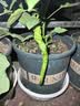 物生物（RELEA）玻璃杯男女士茶水分离杯耐高温办公泡茶杯带把高硼硅水杯花茶杯子 实拍图