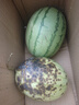 现摘现发2k西瓜当季手剥薄皮小糖丸西瓜新鲜水果冰糖子小西瓜 4-6斤（1-2个） 实拍图