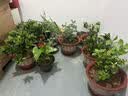 栀子花盆栽四季卉植物室内绿萝绿植茉莉花带花苞开花好养树苗植物 【主图怀抱款】精品级230#特大盆栀子花+加仑盘 送营养液 实拍图