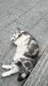 雷米高（RAMICAL）澳丽得 猫粮蓝猫英短主粮幼猫成猫海洋鱼味全价猫粮试吃500g 1斤 实拍图