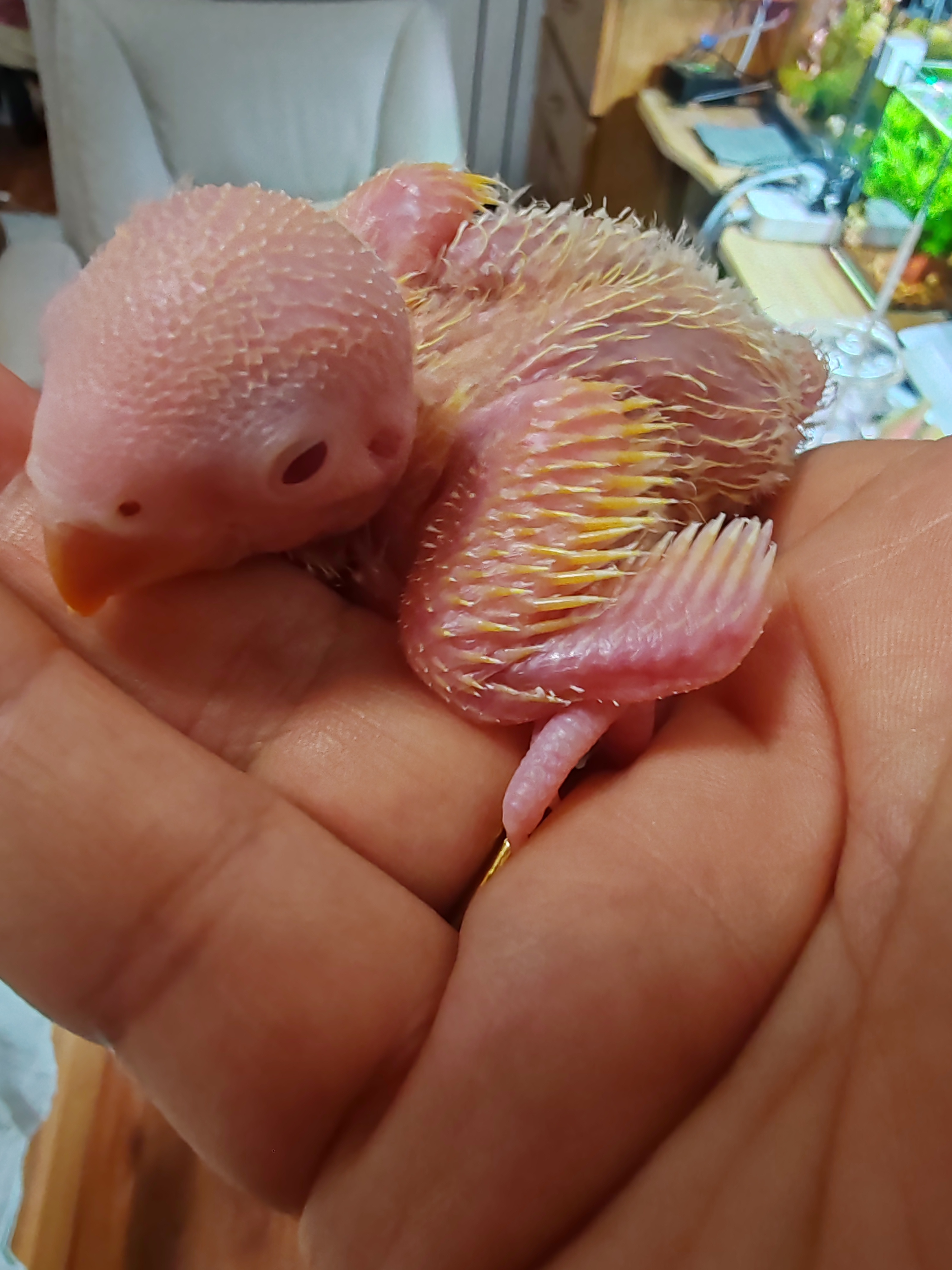 凡赛尔（VERSELE-LAGA）A21低能量需求鹦鹉幼鸟高蛋白奶粉鸟粮250g 实拍图