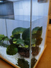 京东京造智能生态鱼缸PRO家用免换水全自动循环投喂过滤一体缸桌面鱼缸白 实拍图