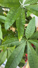史丹利发财树营养液肥料专用肥防治黄叶枯叶烂根室内盆栽植物通用500ml 实拍图