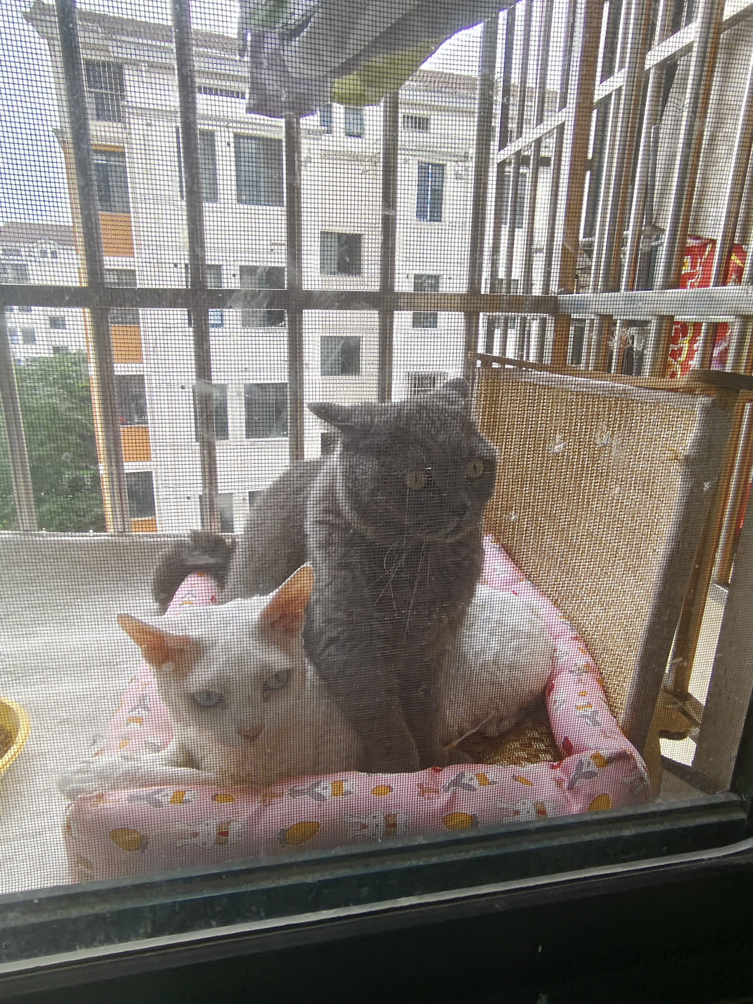地狱厨房（Hell's Kitchen）宠物猫零食鸭胸肉无添加猫咪狗狗通用营养零食鸭大胸冻干40g*10包 实拍图