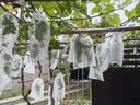 花沃里水果套袋100个高档无纺布葡萄套袋防鸟防虫网袋收纳防尘袋透气网 实拍图