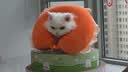 壹号土猪壹号养黑土猪 冰鲜猪排骨块350g(脊骨+肋排) 实拍图