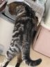 麦富迪猫粮 超肉粒冻干双拼成猫粮美毛护肠胃 三文鱼2kg 实拍图