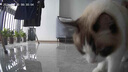 LEGENDSANDY蓝氏乳鸽猫粮幼猫成猫猫零食主食猫条餐包猫咪尝鲜大礼包246g 实拍图