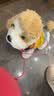 盟石（cute stone）儿童毛绒玩具狗3-6岁仿真电子宠物玩偶公仔生日礼物 实拍图