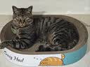 疯狂的主人猫抓板窝特大号猫玩具猫爪板猫抓盆不掉屑猫窝椭圆形瓦楞纸 实拍图