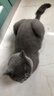 PETSTAR猫房子猫窝四季通用 封闭式猫咪屋可拆洗宠物睡觉的窝 实拍图