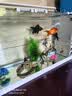 长锐侧滤鱼缸桌面办公室免换水生态水草超白水族箱 K800造景版【长80 宽30 高40】 实拍图