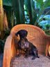 凯锐思 比熊狗粮专用幼犬成犬小型犬幼犬粮4斤专用粮冻干三拼粮 2kg 实拍图