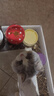 皇家成猫猫粮 营养均衡 F32 通用粮 1-7岁 4.5KG 实拍图