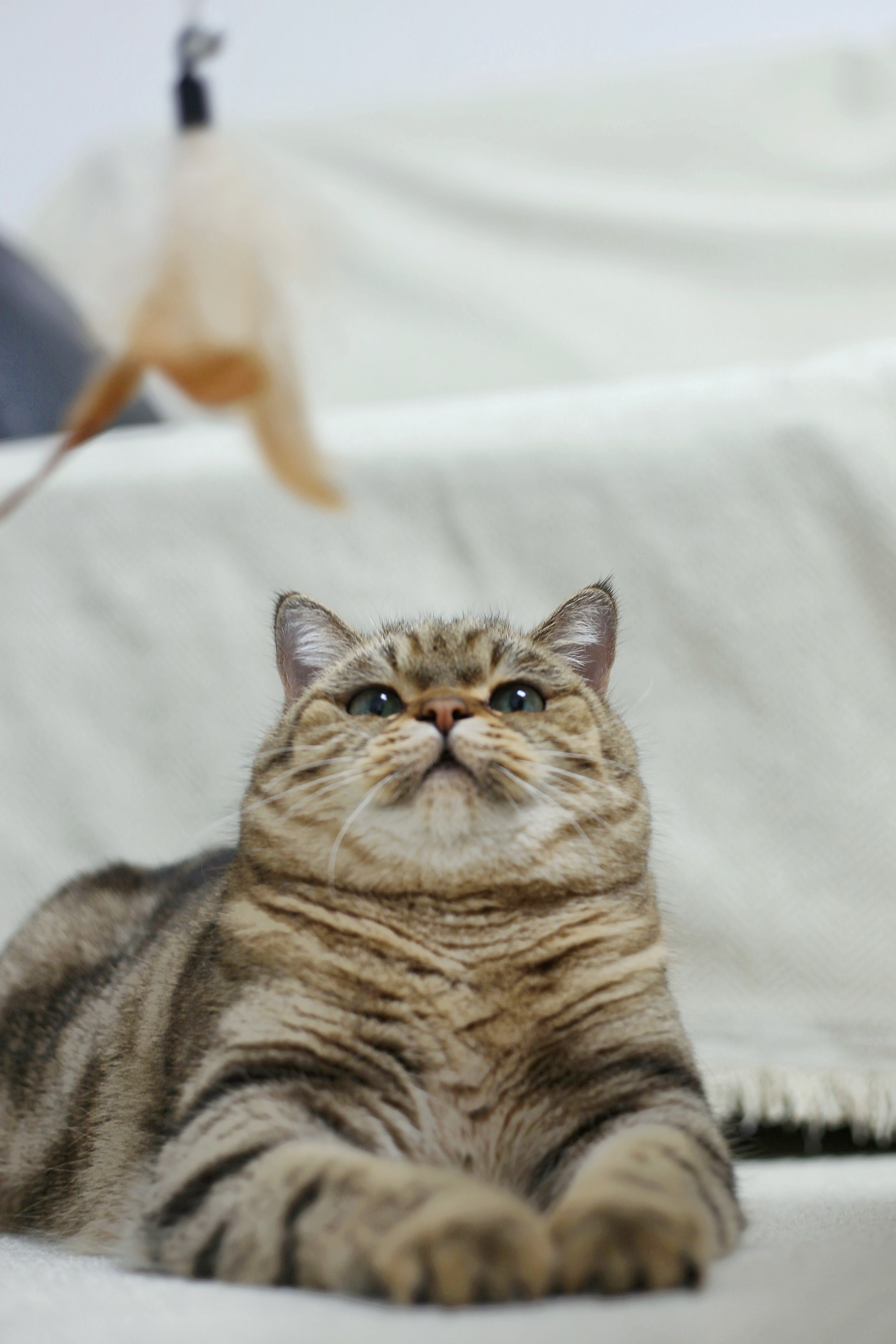 普安特宠物猫咪驱虫药体内外同驱跳蚤犬虱非泼罗尼爱滴克+内驱 实拍图