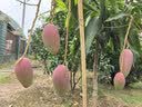 格兰仕（Galanz）家用23升微波炉 平板加热旋钮操作 微波解冻六档火力P70F23N1L-X60(W0) 实拍图