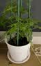 德沃多蔬菜营养土15L带肥料 园艺种菜土壤阳台盆栽蔬菜通用型 实拍图