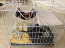 贝初众猫笼子猫咪折叠猫笼家用猫笼子双层大号猫屋宠物笼带厕所一体大猫 60*42*50cm【双层】幼猫大空间 【折叠免安装】豪华大空间/带厕所 加粗加密/真材实料 实拍图
