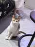 亿迪猫粮全价成猫幼猫冻干全阶段5斤布偶蓝猫英短橘猫通用小包装2.5kg 实拍图