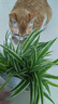 豆柴（docile）冻干三拼成猫粮无谷天然全价粮有益菌支持肠道健康猫主粮6kg  实拍图