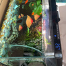 米家小米智能鱼缸 一体整机免装语音遥控半年免换水APP定时喂食水族箱 米家智能鱼缸半年免换水 实拍图