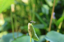 佳能（Canon）RF 85mm F2 MACRO IS STM 滤镜防护套装 实拍图