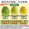 京觅福建红心白心双拼芭乐 净重4.5斤 红150g起+白150g起源头直发  实拍图