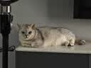 皇家成猫猫粮 营养均衡 F32 通用粮 1-7岁 4.5KG 实拍图