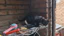 京东京造 幼猫全价猫粮4.5kg(1.5kg*3) 乳清蛋白羊奶免疫护肠胃 实拍图