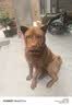 VOXCAE狗项圈大型犬狗脖圈中型犬训练户外猛犬宠物项圈金毛萨摩帆布狗圈 棕色项圈 M码-建议体重30-45斤 实拍图
