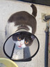 欢宠网伊丽莎白圈猫宠物狗猫咪狗狗绝育软项圈头套脖套防舔防咬脖圈耻辱 实拍图