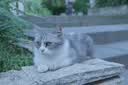 松下S9（20-60mm F3.5-5.6）（Panasonic）全画幅微单 实时Lut 滤镜直出 连接app极速分享 灰银 实拍图