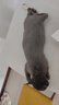 蚁族宠物剃毛器猫狗理发器大型犬金毛留毛推子大功率电推剪含指甲钳 实拍图