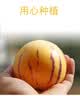 译蒙之味正宗云南人参果圆果树上熟人生果水果当季孕妇新鲜大果清甜整箱 中果5斤【单果60-80g】优选 实拍图