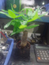 【热销款】发财树盆栽室内植物客厅办公室吸甲醛好养绿植 单杆发财树+塑料节节高升盆+小方底座 花盆直径约8cm 实拍图