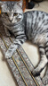 伟嘉猫粮老年猫粮老龄猫1.3kg海洋鱼味夹心粮全价粮 实拍图