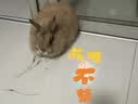 憨憨乐园猫指甲剪LED灯宠物猫咪狗狗剪指甲钳子神器指甲刀带灯美容工具J 实拍图